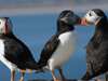 Puffin Family on the Farne Islands